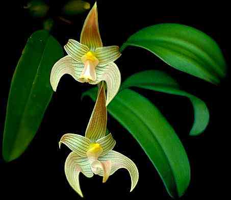 Bulbophyllum lobbii
